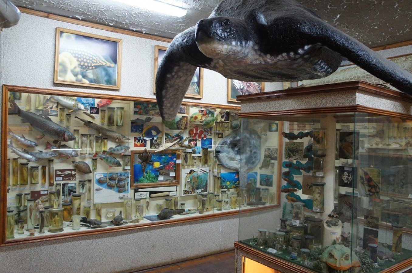 https://back.b.devtwin.multikey.studio/media/place/none-zoologicheskiy-muzey-v-samare.jpg